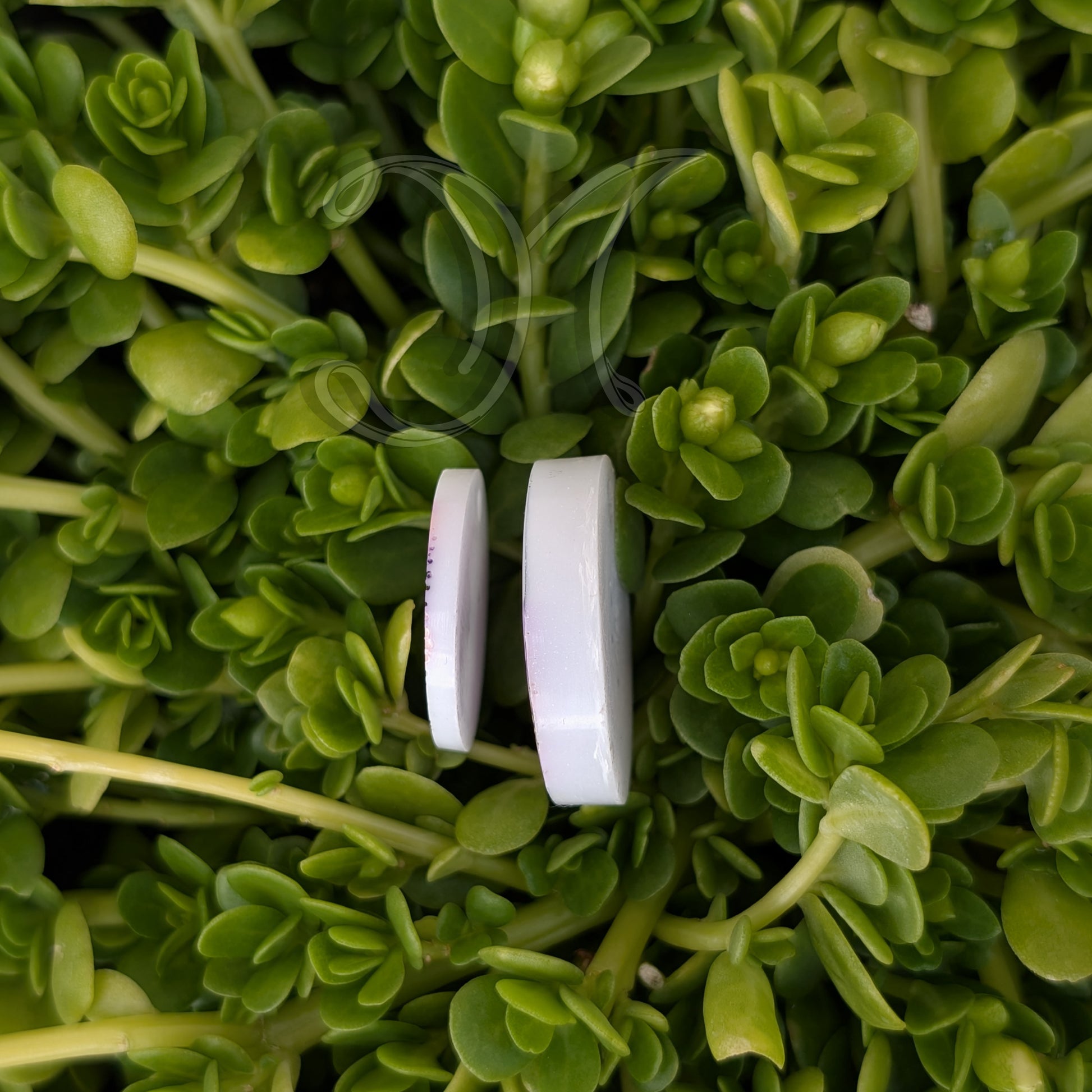 Médaille animal de compagnie Feuille d'or